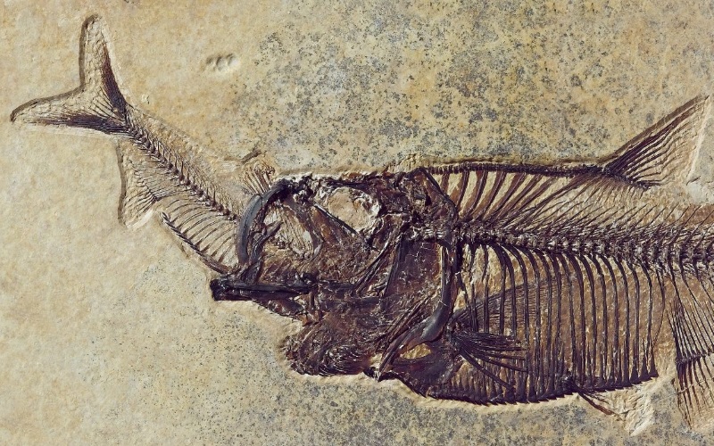 Lees meer over het artikel Fossilisatie